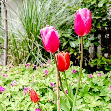 Sea Shell 赞德沃特